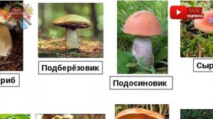 Как правильно варить грибы: опытные хозяйки поделились секретами!