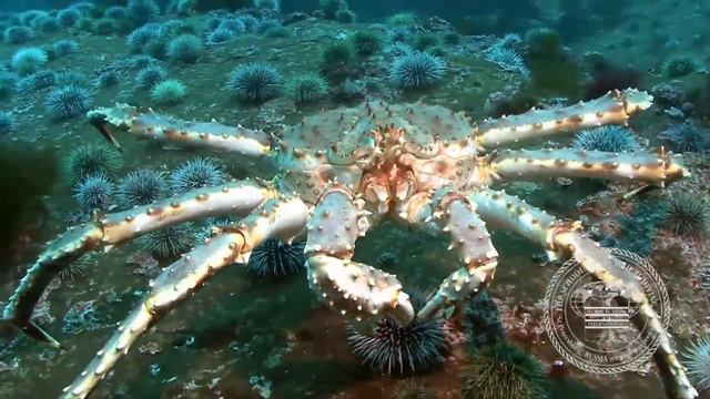 Diving in the Barents Sea. Russia. смотреть онлайн
