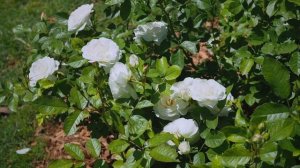 4K HDR - Rose Baby Schneewittchen - Kordes’ updated version of Iceberg
