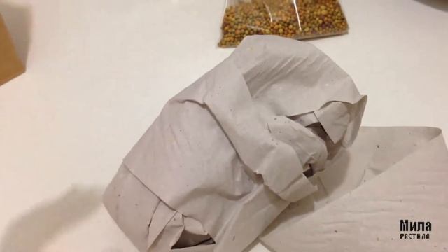 ОРХИДЕЙНЫЕ ПОКУПКИ || сеянец каттлеи || новозеландский мох, кора, удобрения / орхидея / каттлея смотреть онлайн