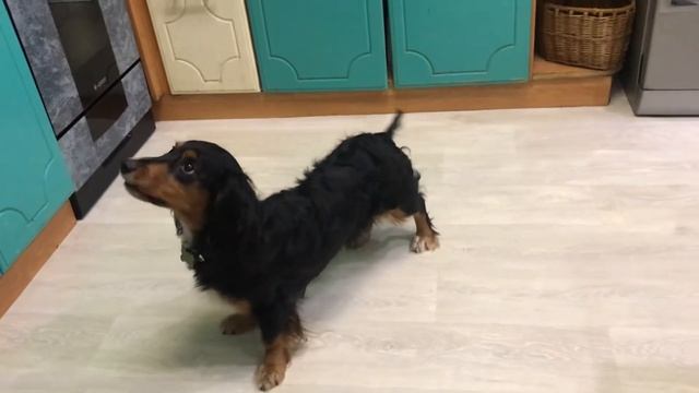 КАКИМ КОМАНДАМ МОЖНО НАУЧИТЬ ТАКСУ?? смотреть онлайн