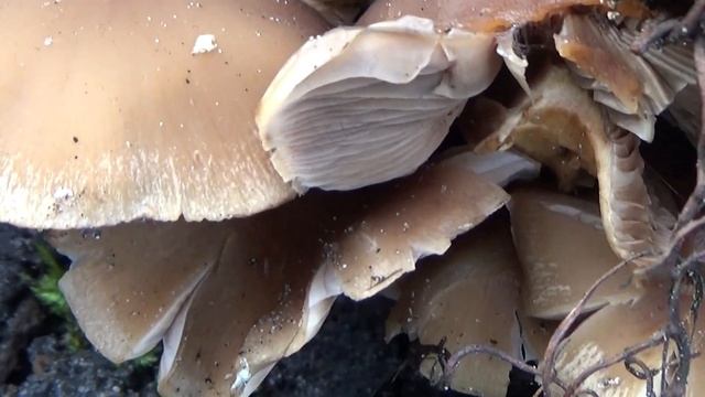 Witsteelfranjehoed - Psathyrella piluliformis смотреть онлайн