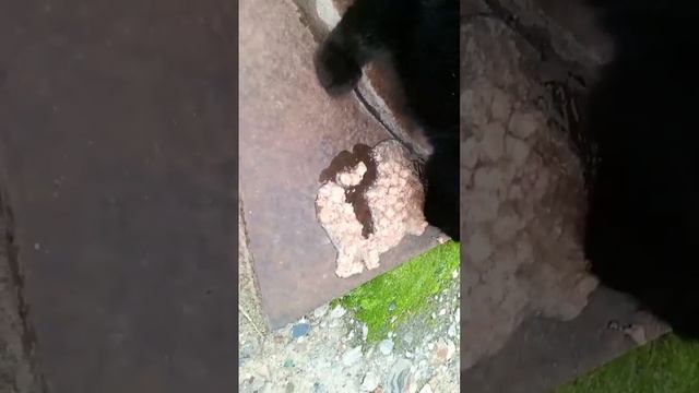 КОРМИМ БЕЗДОМНЫХ ЖИВОТНЫХ | 1 ЧАСТЬ смотреть онлайн