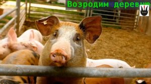 Мини-свиноферма. Опыт организации. Из цикла, "Деревня-возрождение".