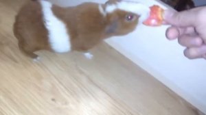 Морская свинка тедди