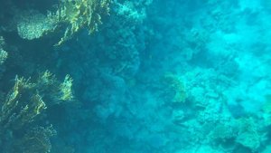 Coral reef, Red Sea / Коралловый риф, Красное море