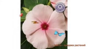 Катарантус обыкновенный Саншторм Эприкот ? обзор: как сажать, семена катарантуса Саншторм Эприкот