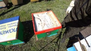 ОДИН ДЕНЬ ИЗ ЖИЗНИ МАТКОВОДА, СТАРТЁР, ВОСПИТАЛКА, МЕЧЕНИЕ МАТОК,ПРИВИВКА, МАТОЧНИКИ