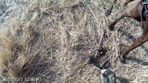 Охота с Курцхааром.Перепёлки.net.