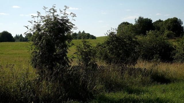 Новгородские гусли - Под песни (Традиционный наигрыш Новгородской области) смотреть онлайн