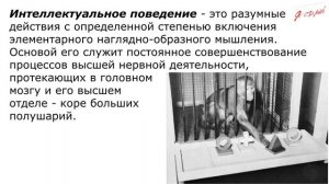 Основы общей психологии. Лекция 3. Возникновение и развитие психики.