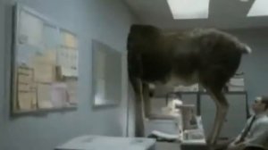 Канские львы