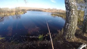 Ловля ротана на живца, видео rybachil.ru