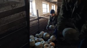 Заготовка тыквы на зиму. Сорт серая волжская.