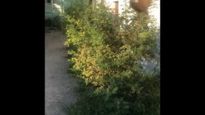 Тест  масла Idemitsu Zepro Touring 5W-30 из железной литровой банки