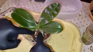 Посадка Орхидеи после Наращивания Корней | Phal. Yang Yang Blueberry × violacea var. Indigo (clone)