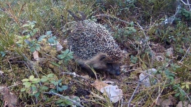 Ёжик. Поход в Карелию. смотреть онлайн