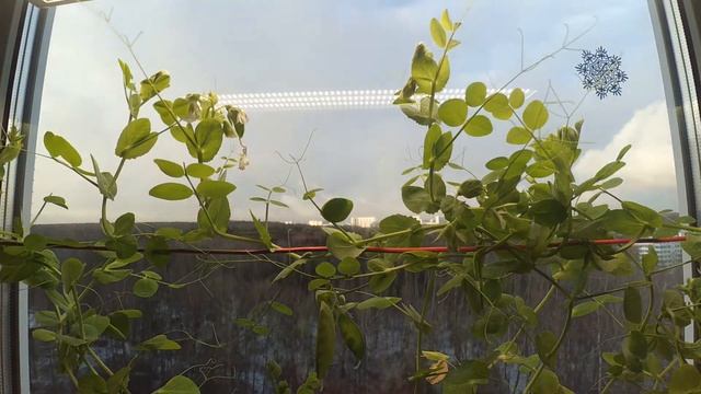 Горох на подоконника смотреть онлайн