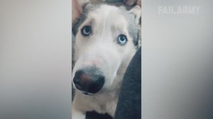 Убойные собаки #1