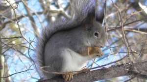 Белки на лесных кормушках   ( Sciurus vulgaris )