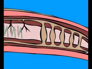 Кровеносная система дождевого червя