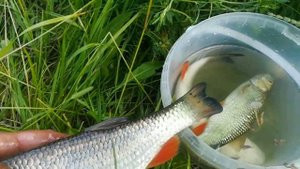 РЕКА КРАСИВАЯ МЕЧА. МАЛЕНЬКАЯ ШВЕЙЦАРИЯ В ТУЛЬСКОЙ ОБЛАСТИ.