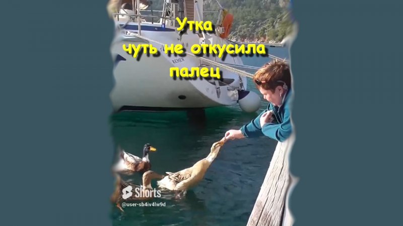 Утка чуть не откусила палец  #sorts