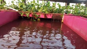 Африканский сом.Понижение температуры до +14.