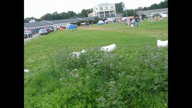 Японский Шпиц Встреча выпускников питомника Доник Стайл 2019 часть 3