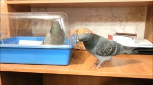 Кто же голубь Райс