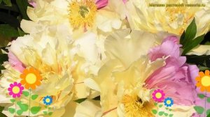Пион ито Лемон Дрим. Краткий обзор, описание характеристик paeonia itoh Lemon Dream