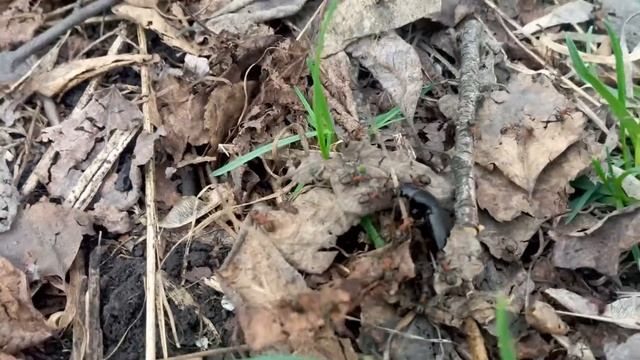 bug vs ants смотреть онлайн