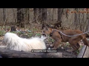 Пума Месси Подготовка к школе. Couguar Messi Preparing for school