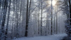 Футаж. Зимний пейзаж 30