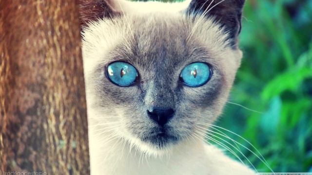 Cиамская кошка. История и особенности породы