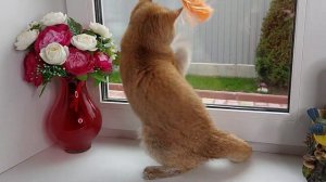 британская Золотая Шиншилла ny11 WCF  Девочка