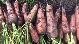 Уборка и Отличный Способ Хранения Моркови и Свеклы в домашних условиях.
