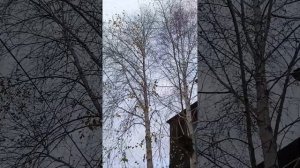 Прогулка по тихому дворику. Который находится в центре города Иркутска Улица Фридриха Энгельса 29.