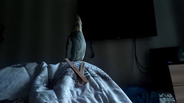 Попугай Карл. Как научить попугая кореллу говорить / How To Train A Cockatiel To Talk