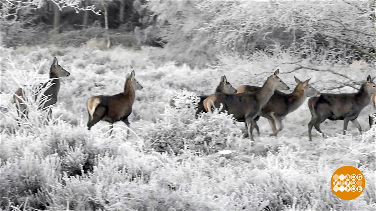 лента олень фигурка. олень без соли. тофаларские олени. олени соль. питание оленей.