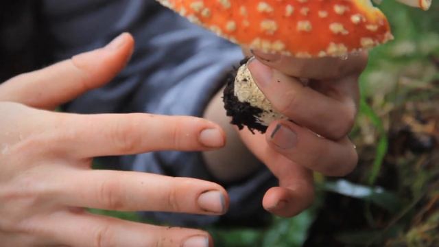 Amanita Muscaria - Weekly Fast Forage