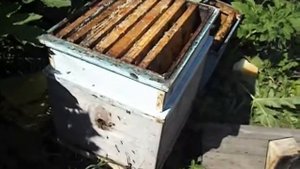 замена матки в июле месяце, в семье пчел естественным путем - часть 1
