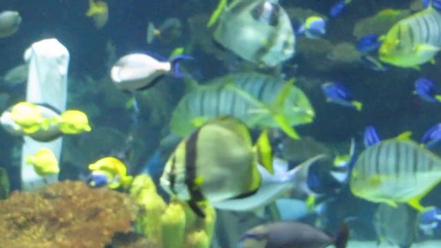 canon sx20is video test 3 смотреть онлайн