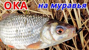 МОРМЫШКА ВЕСНОЙ. Рыбалка на Оке в начале мая.