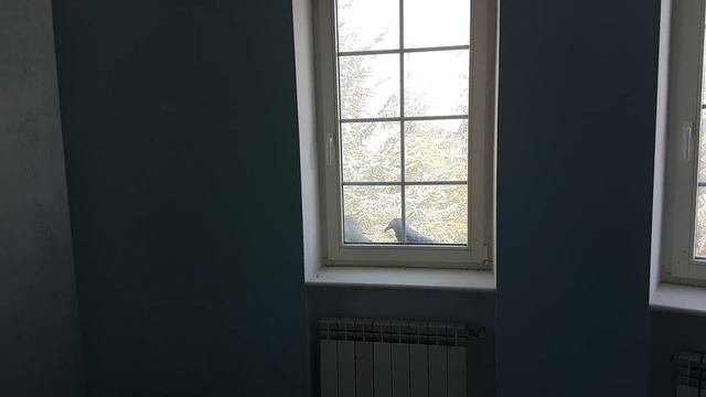 Вороны
