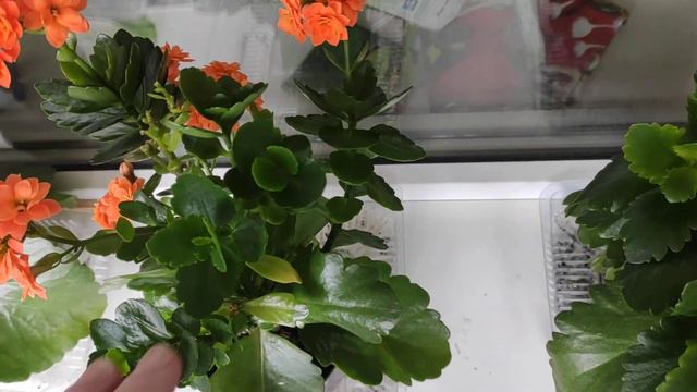 КАЛАНХОЕ Каландива и Розалина . Прекраное долгоцветущее, неприхотливое. Размножение. смотреть онлайн