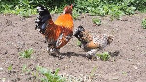 Алтайская Бентамка - Altai #bantam #chickens, Siberian fowl - Сибирская мохноножка, Цыплята, Петухи