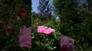 Пионы Little Pink Lullaby и Pillow Dreams