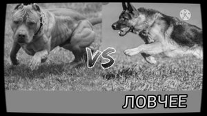 #НЕМЕЦКАЯ ОВЧАРКА ПРОТИВ #ПИТБУЛЯ!//БАТЛ СОБАК//(A.B.B)
