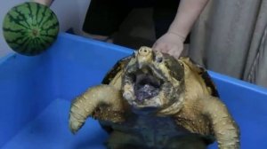 Alligator Snapping Turtle [Macrochelys Temminckii]